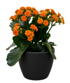Kalanchoe 'Blossfeldiana' – view 15