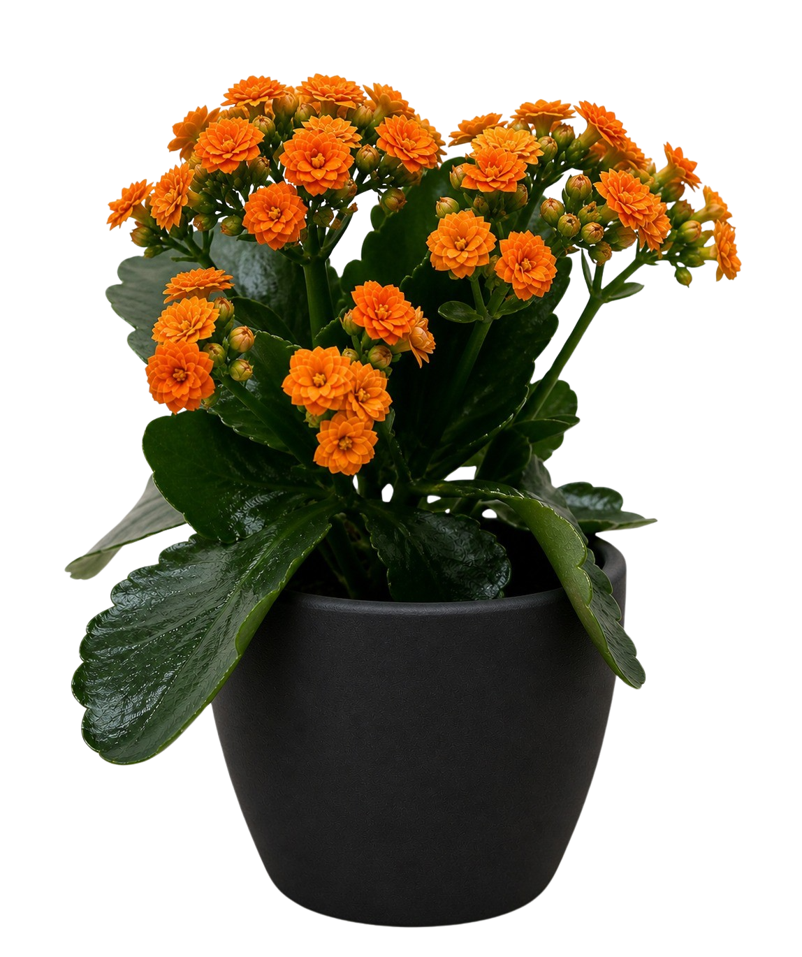 Kalanchoe 'Blossfeldiana' – view 15