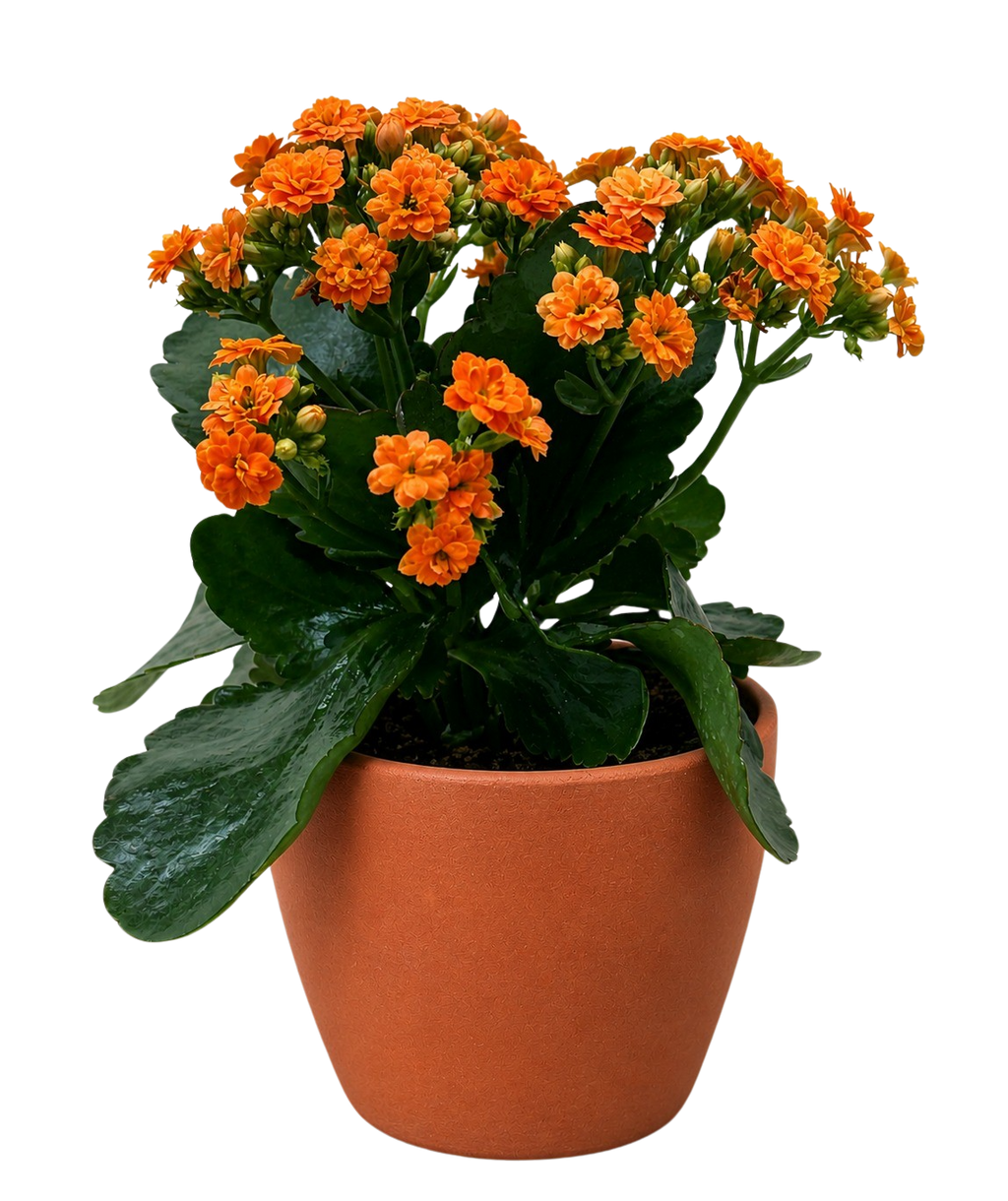 Kalanchoe 'Blossfeldiana' – view 13