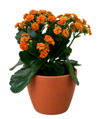 Kalanchoe 'Blossfeldiana' – view 13