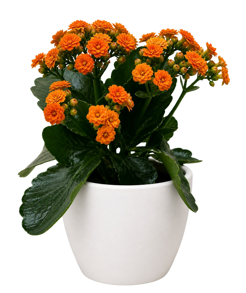 Kalanchoe 'Blossfeldiana' – view 16