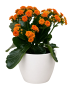 Kalanchoe 'Blossfeldiana' – view 16