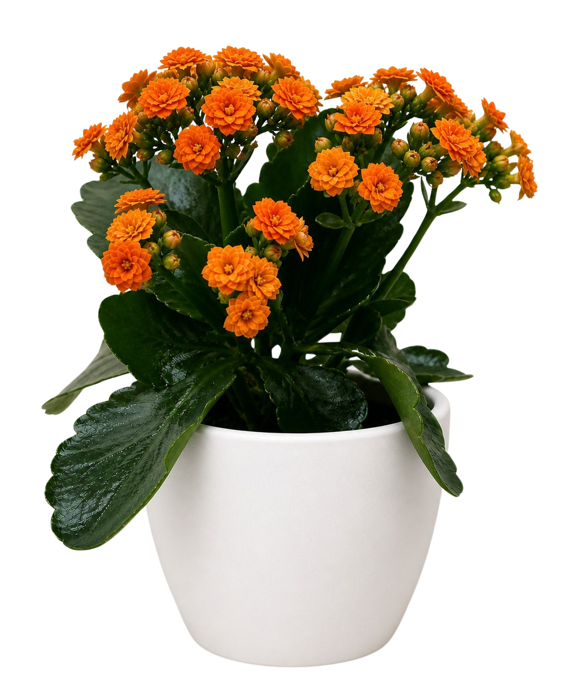 Kalanchoe 'Blossfeldiana' – view 16