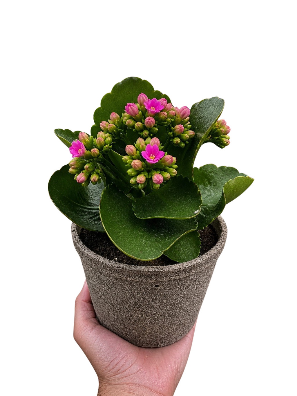 Kalanchoe 'Blossfeldiana' – view 3