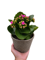 Kalanchoe 'Blossfeldiana' – view 3