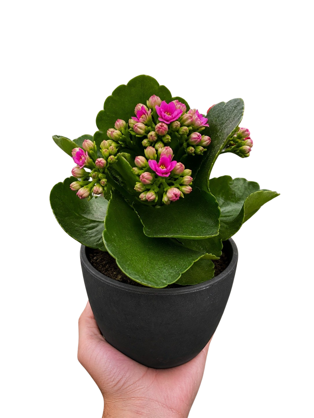 Kalanchoe 'Blossfeldiana' – view 2
