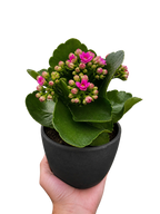 Kalanchoe 'Blossfeldiana' – view 2