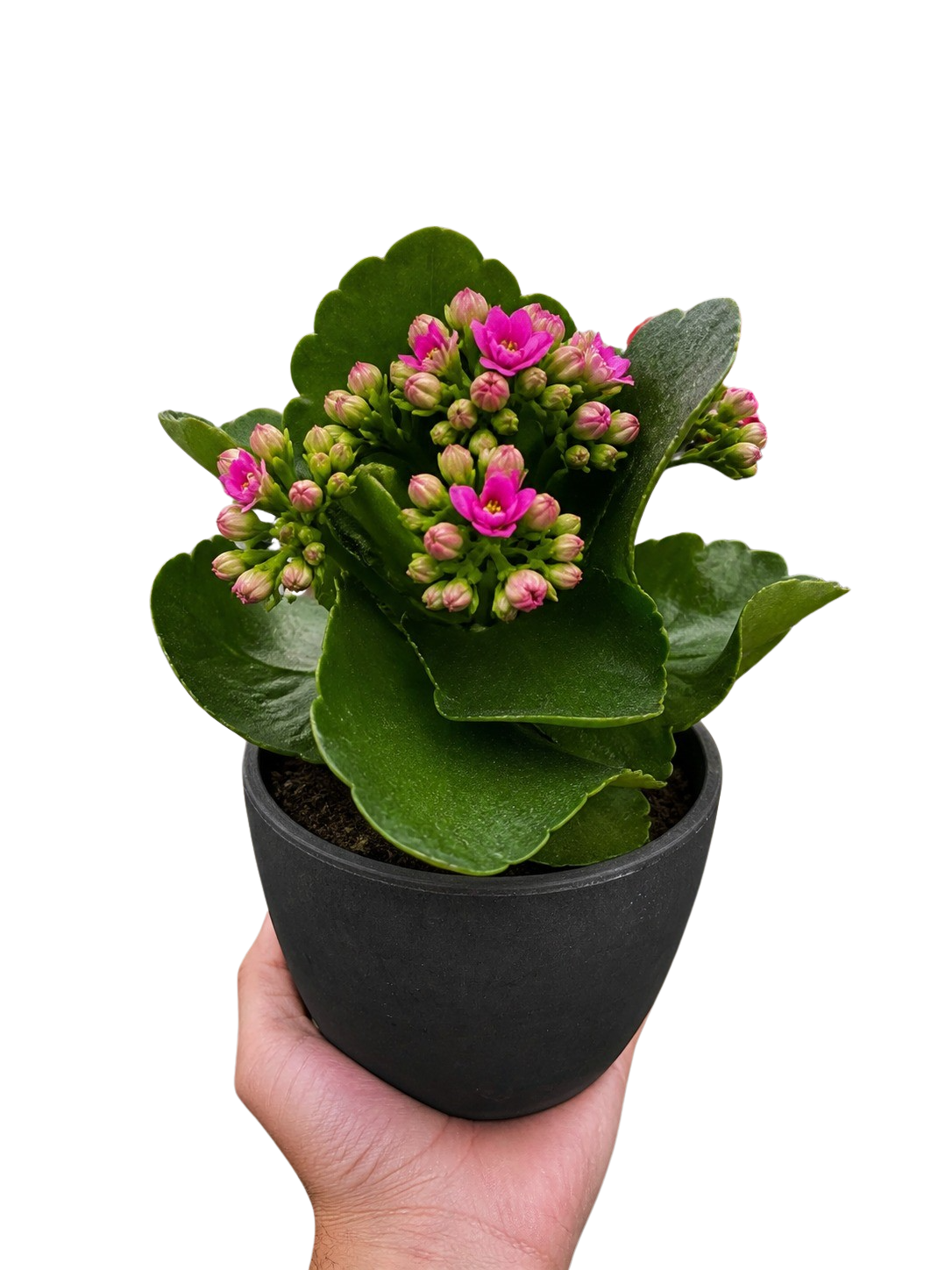 Kalanchoe 'Blossfeldiana' – view 2