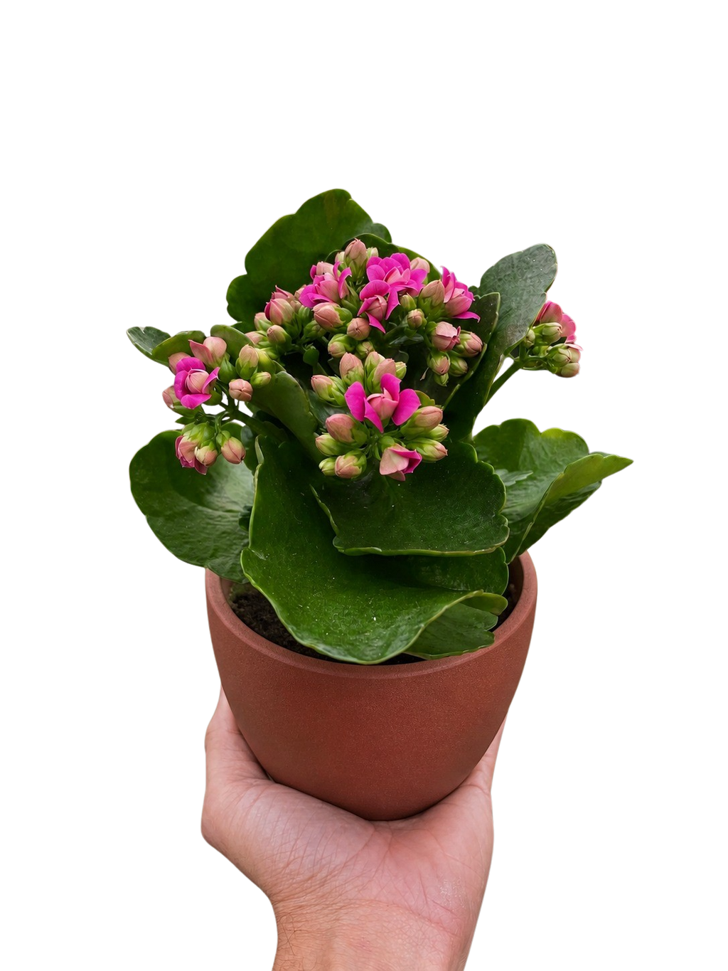 Kalanchoe 'Blossfeldiana' – view 4
