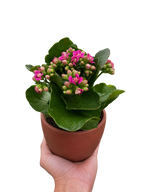 Kalanchoe 'Blossfeldiana' – view 4