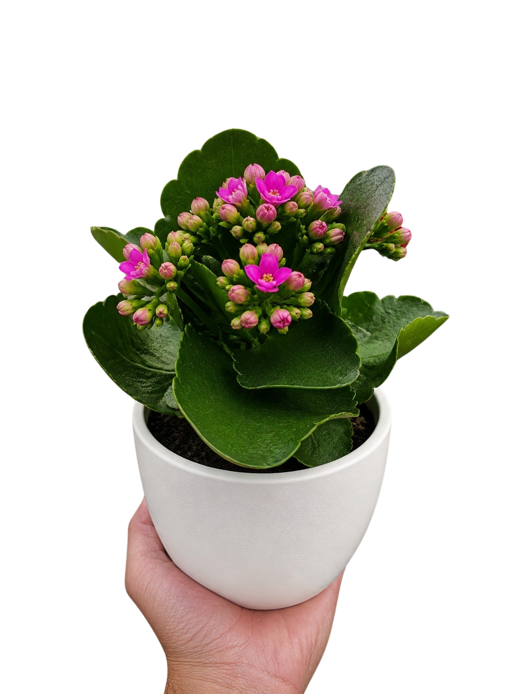 Kalanchoe 'Blossfeldiana'