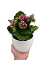 Kalanchoe 'Blossfeldiana'