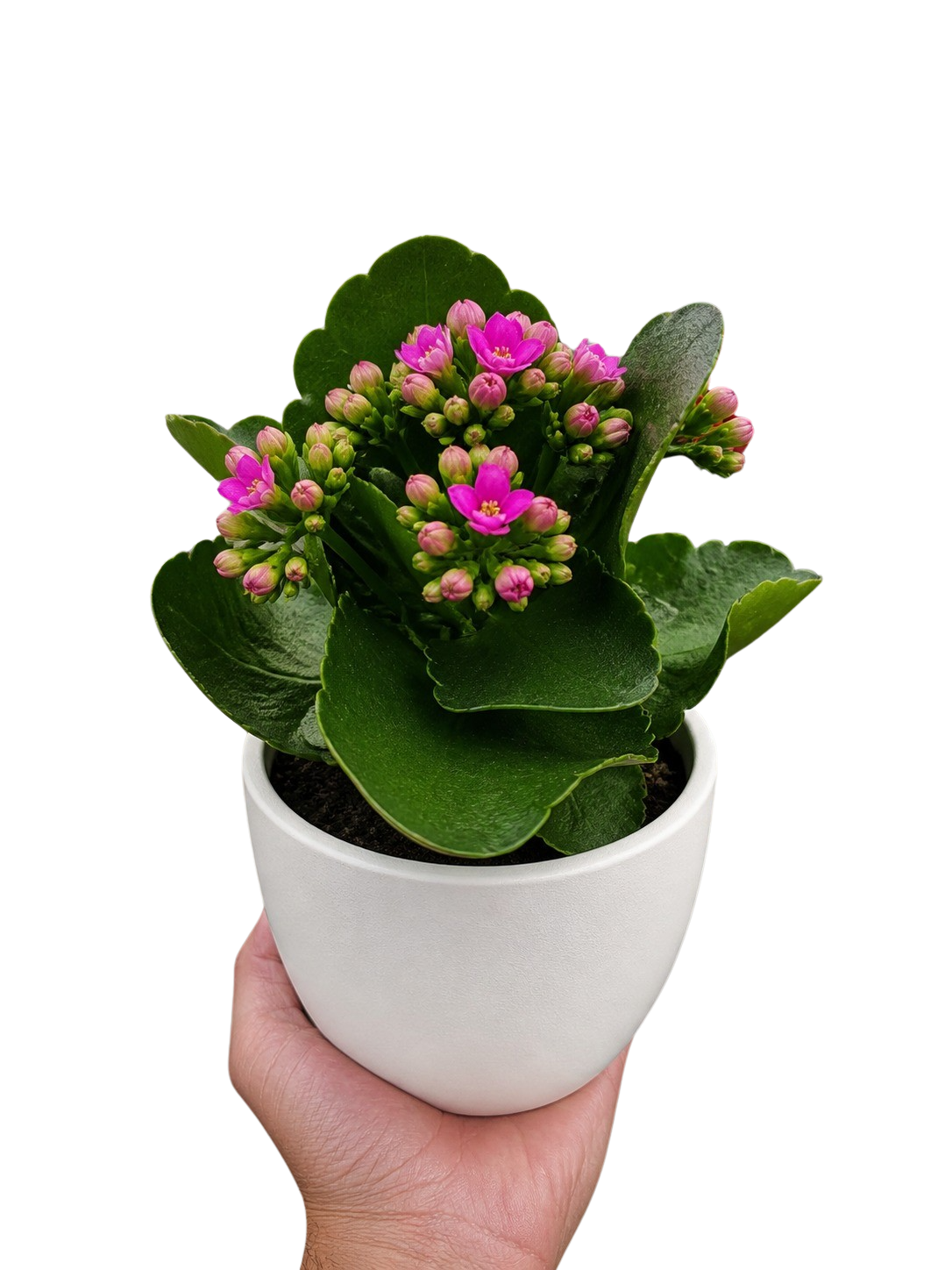 Kalanchoe 'Blossfeldiana'