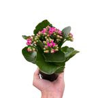 Kalanchoe 'Blossfeldiana'