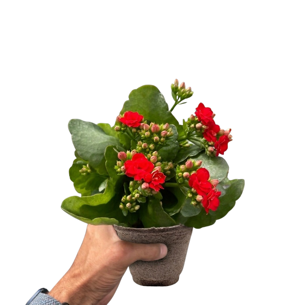 Kalanchoe 'Blossfeldiana' – view 7