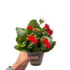 Kalanchoe 'Blossfeldiana' – view 7