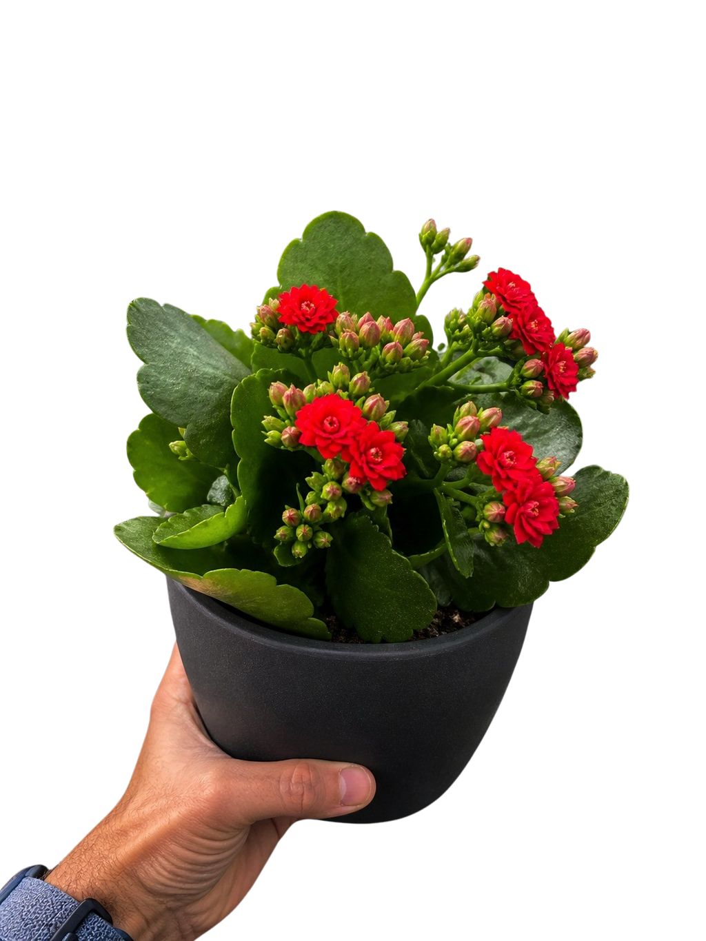 Kalanchoe 'Blossfeldiana' – view 5