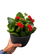 Kalanchoe 'Blossfeldiana' – view 5