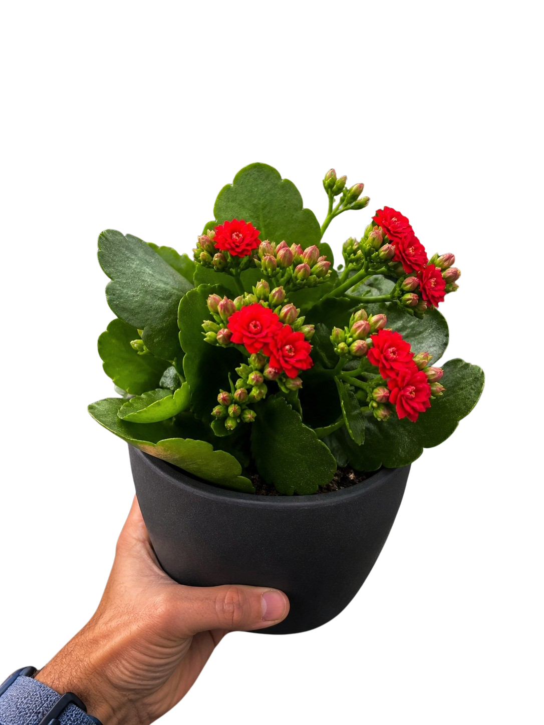 Kalanchoe 'Blossfeldiana' – view 5