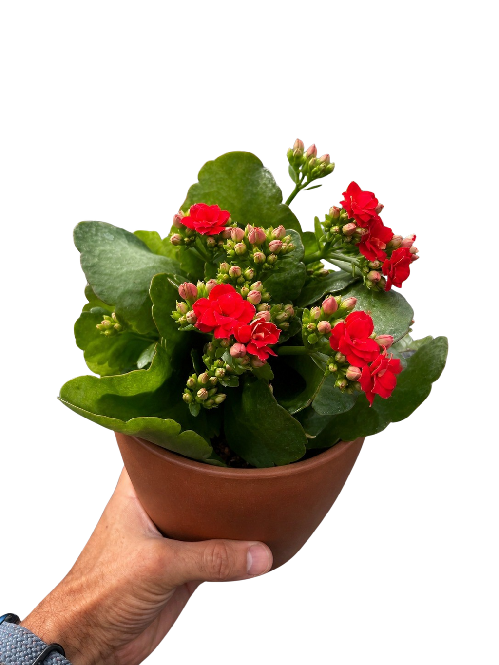 Kalanchoe 'Blossfeldiana' – view 8
