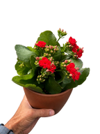 Kalanchoe 'Blossfeldiana' – view 8