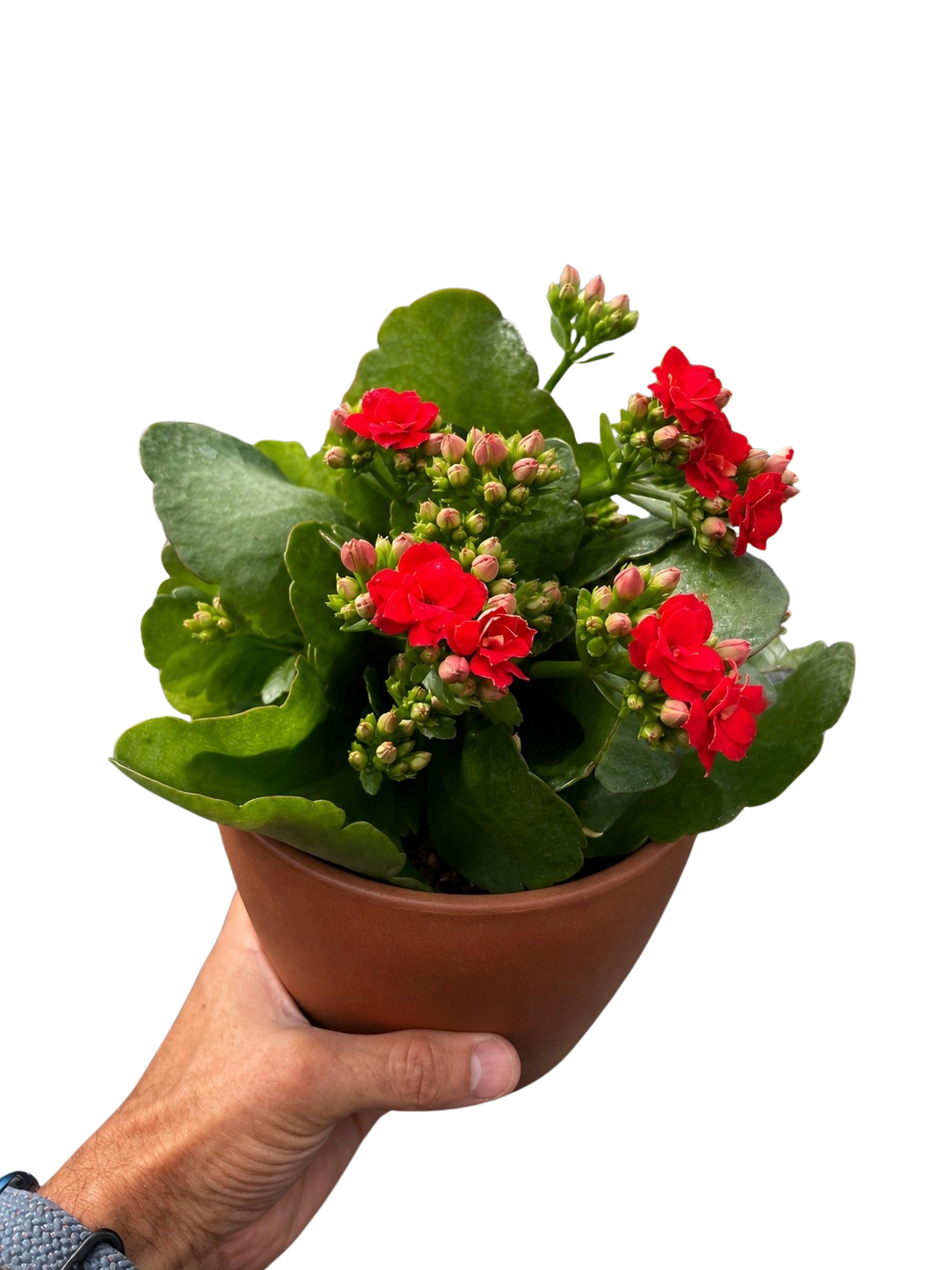 Kalanchoe 'Blossfeldiana' – view 8