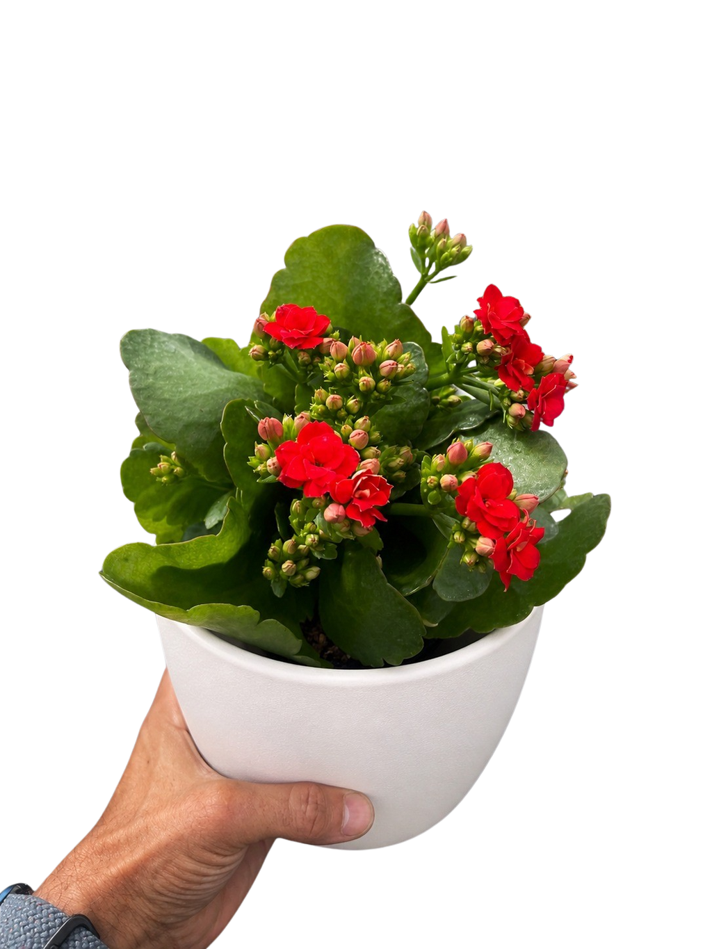 Kalanchoe 'Blossfeldiana' – view 6