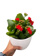 Kalanchoe 'Blossfeldiana' – view 6