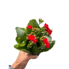 Kalanchoe 'Blossfeldiana'