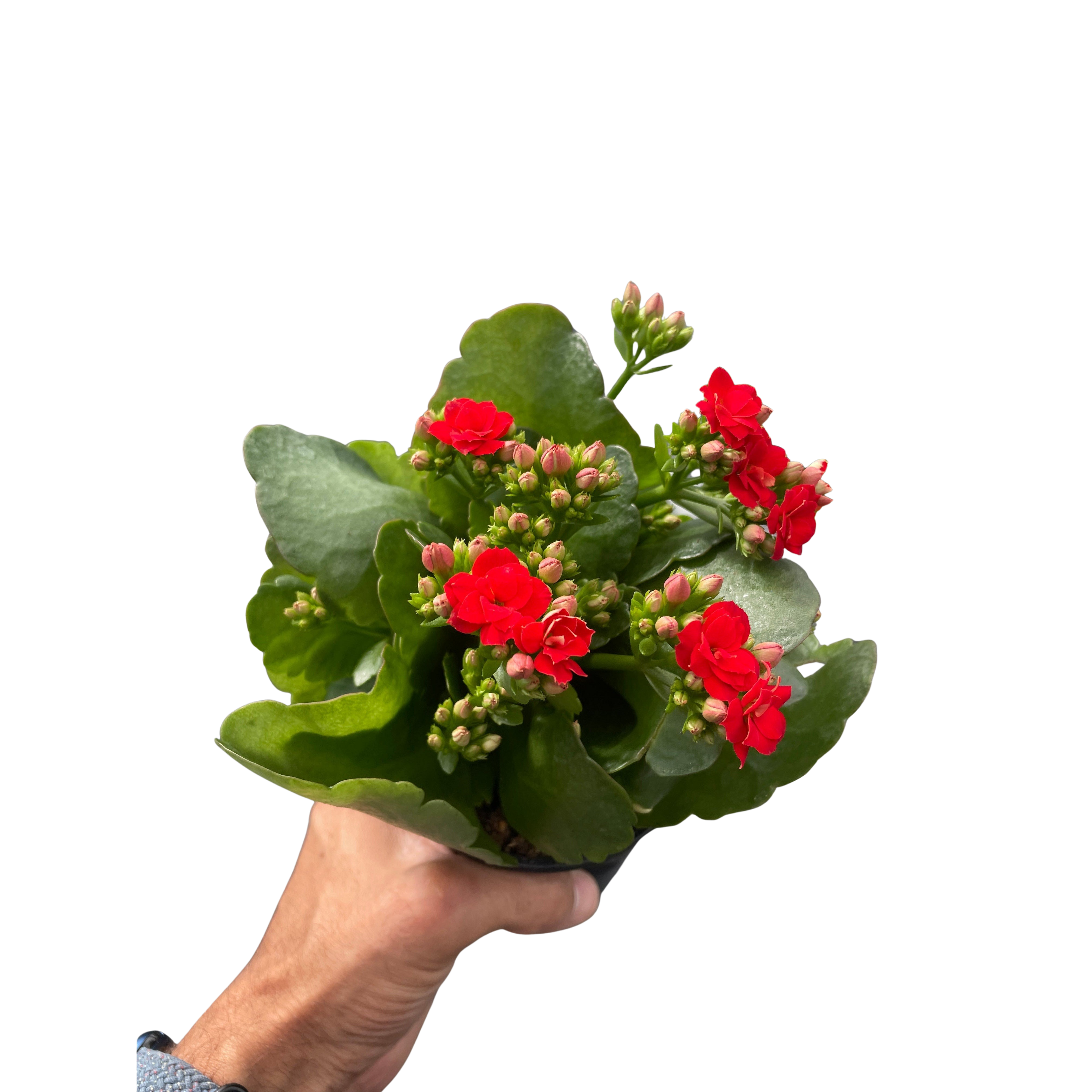 Kalanchoe 'Blossfeldiana'