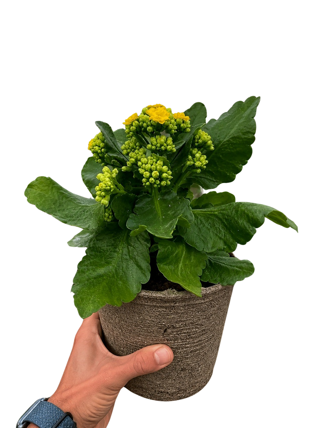 Kalanchoe 'Blossfeldiana' – view 11