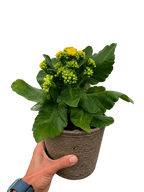 Kalanchoe 'Blossfeldiana' – view 11