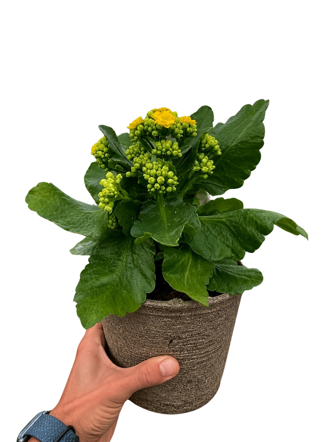 Kalanchoe 'Blossfeldiana' – view 11