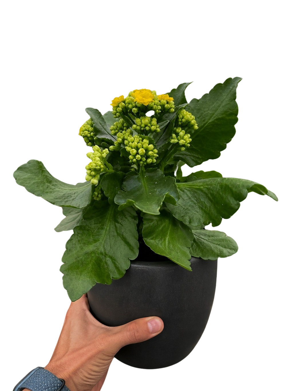 Kalanchoe 'Blossfeldiana' – view 10