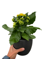 Kalanchoe 'Blossfeldiana' – view 10