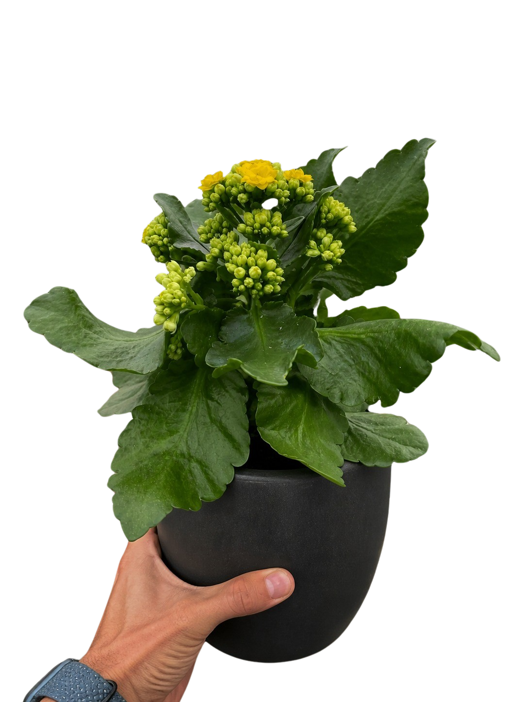 Kalanchoe 'Blossfeldiana' – view 10