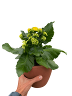 Kalanchoe 'Blossfeldiana' – view 9