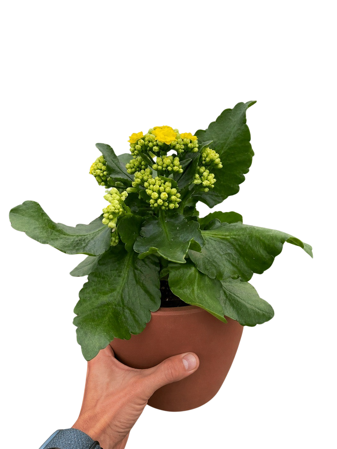 Kalanchoe 'Blossfeldiana' – view 9
