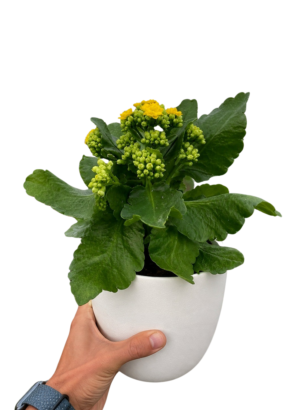 Kalanchoe 'Blossfeldiana' – view 12