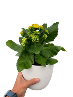 Kalanchoe 'Blossfeldiana' – view 12