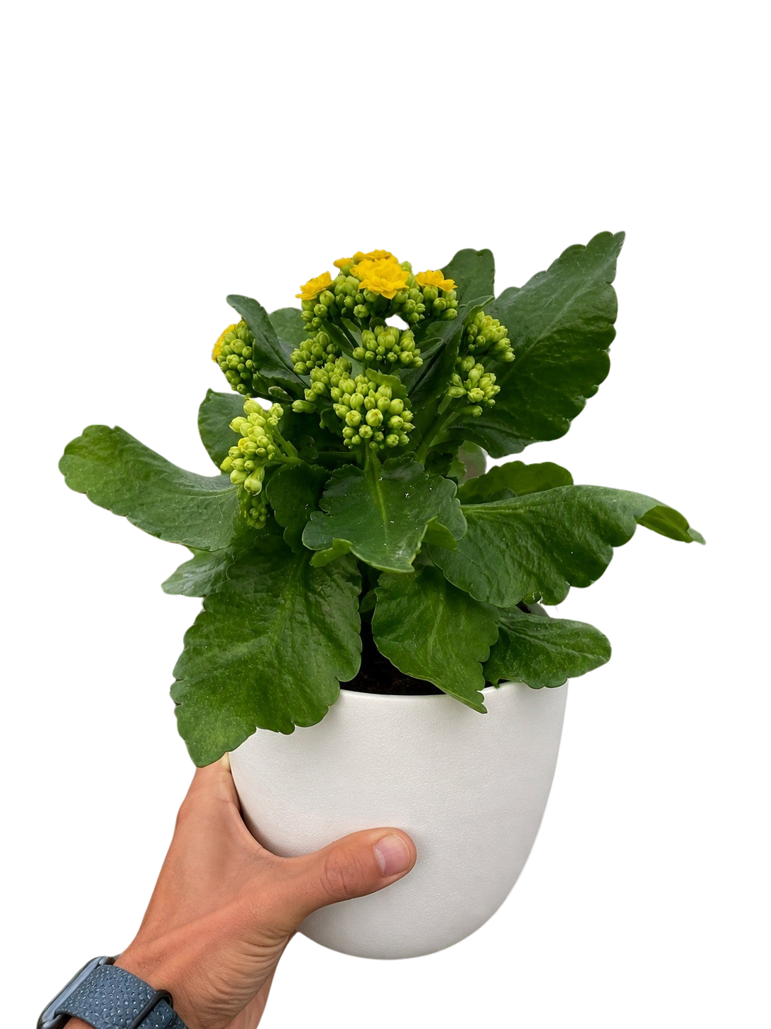 Kalanchoe 'Blossfeldiana' – view 12
