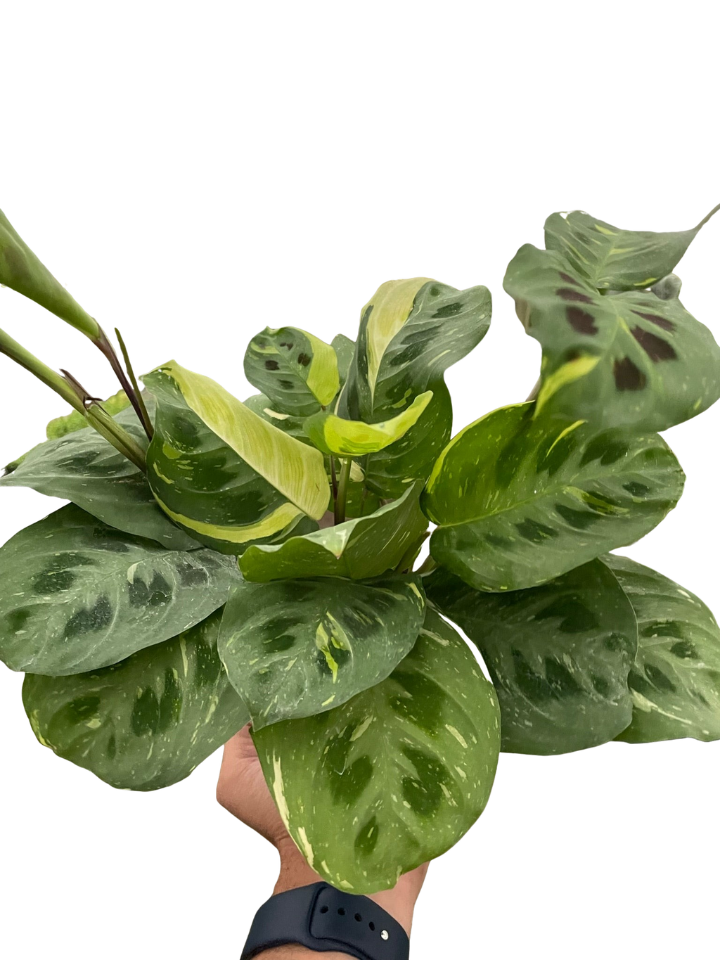 Maranta Variegated 'Beauty Kim' – view 4