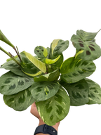 Maranta Variegated 'Beauty Kim' – view 4