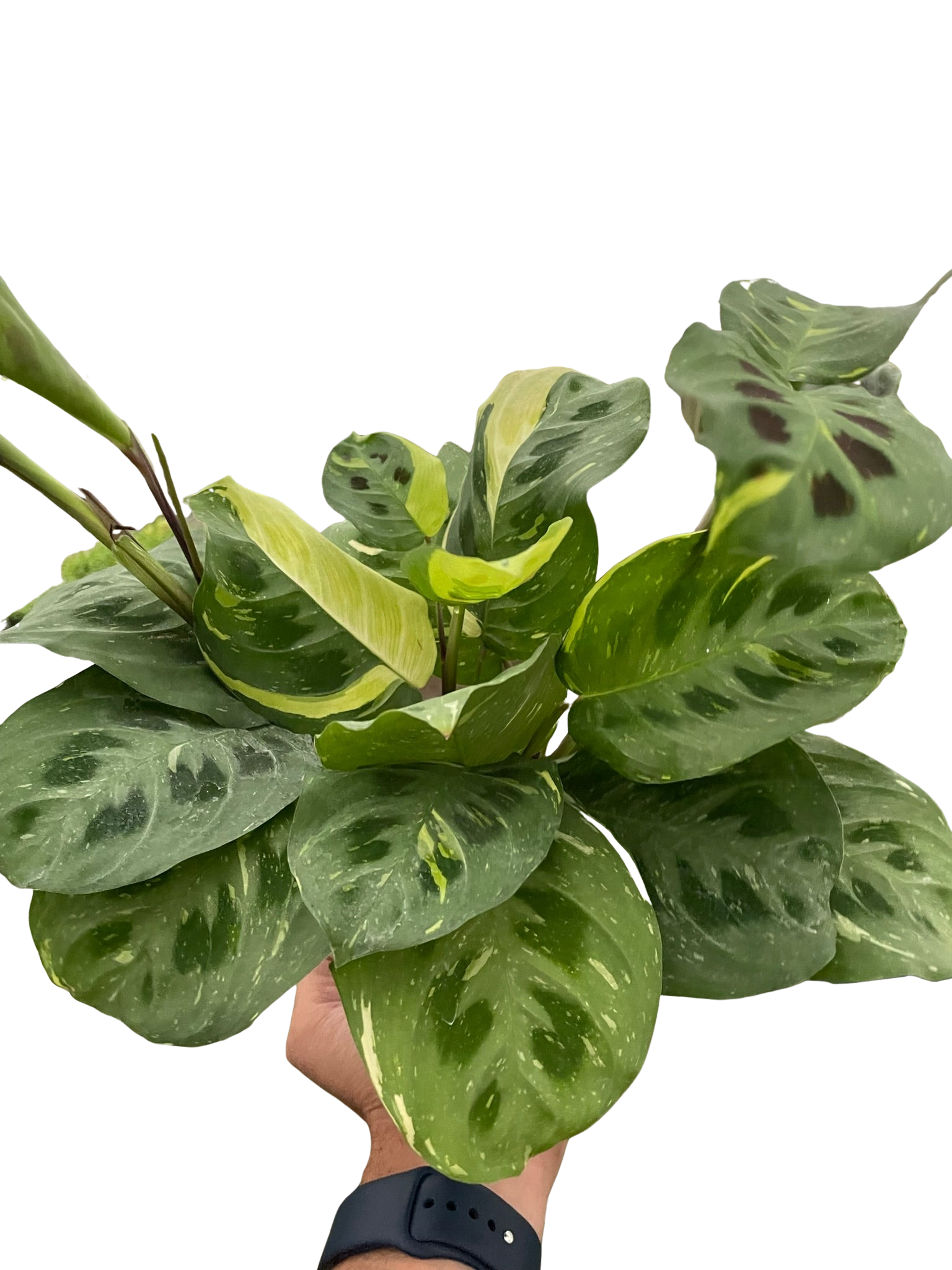 Maranta Variegated 'Beauty Kim' – view 4