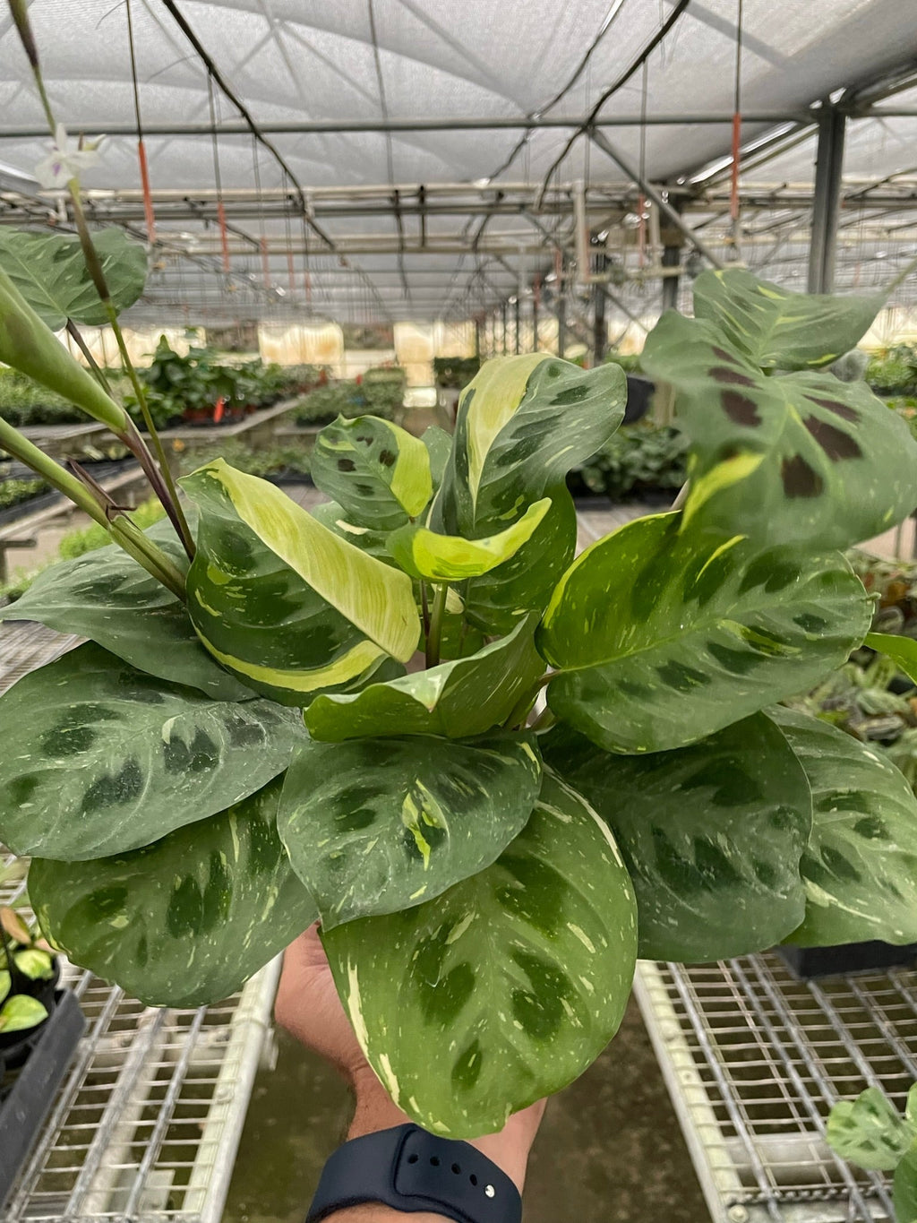 Maranta Variegated 'Beauty Kim' – view 2