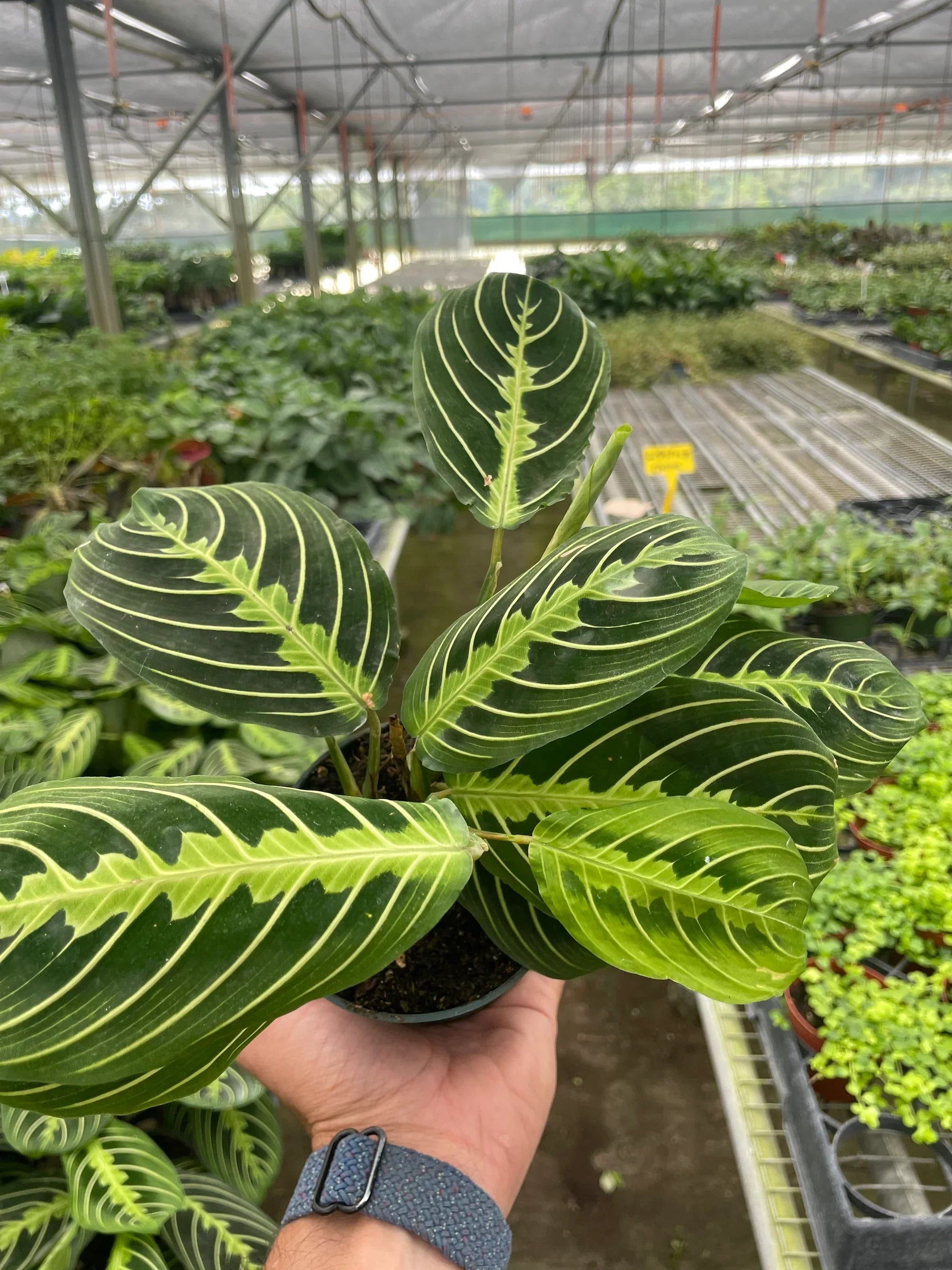 Maranta 'Lemon Lime' – view 5