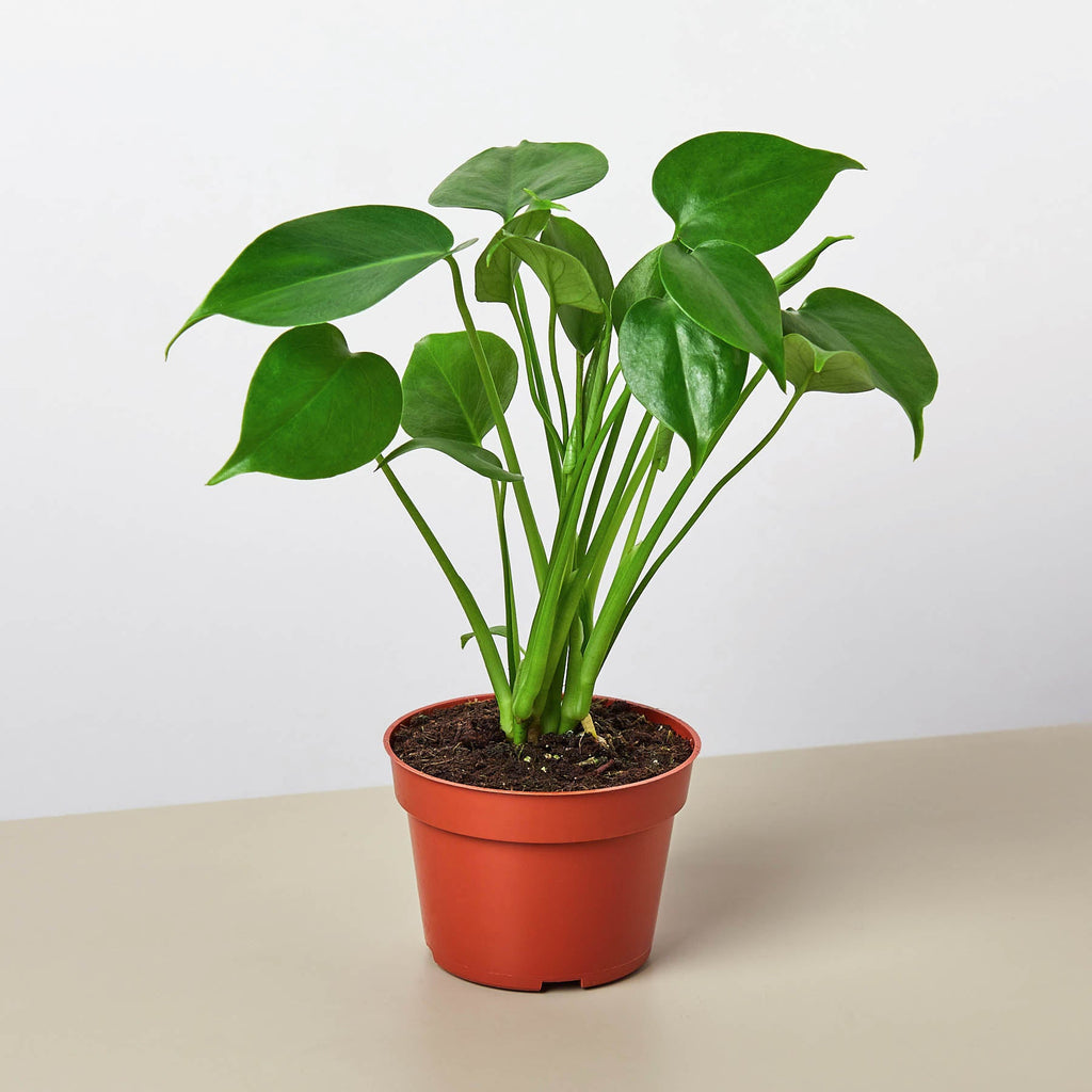 Monstera Bundle – view 3
