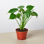 Monstera Bundle – view 3