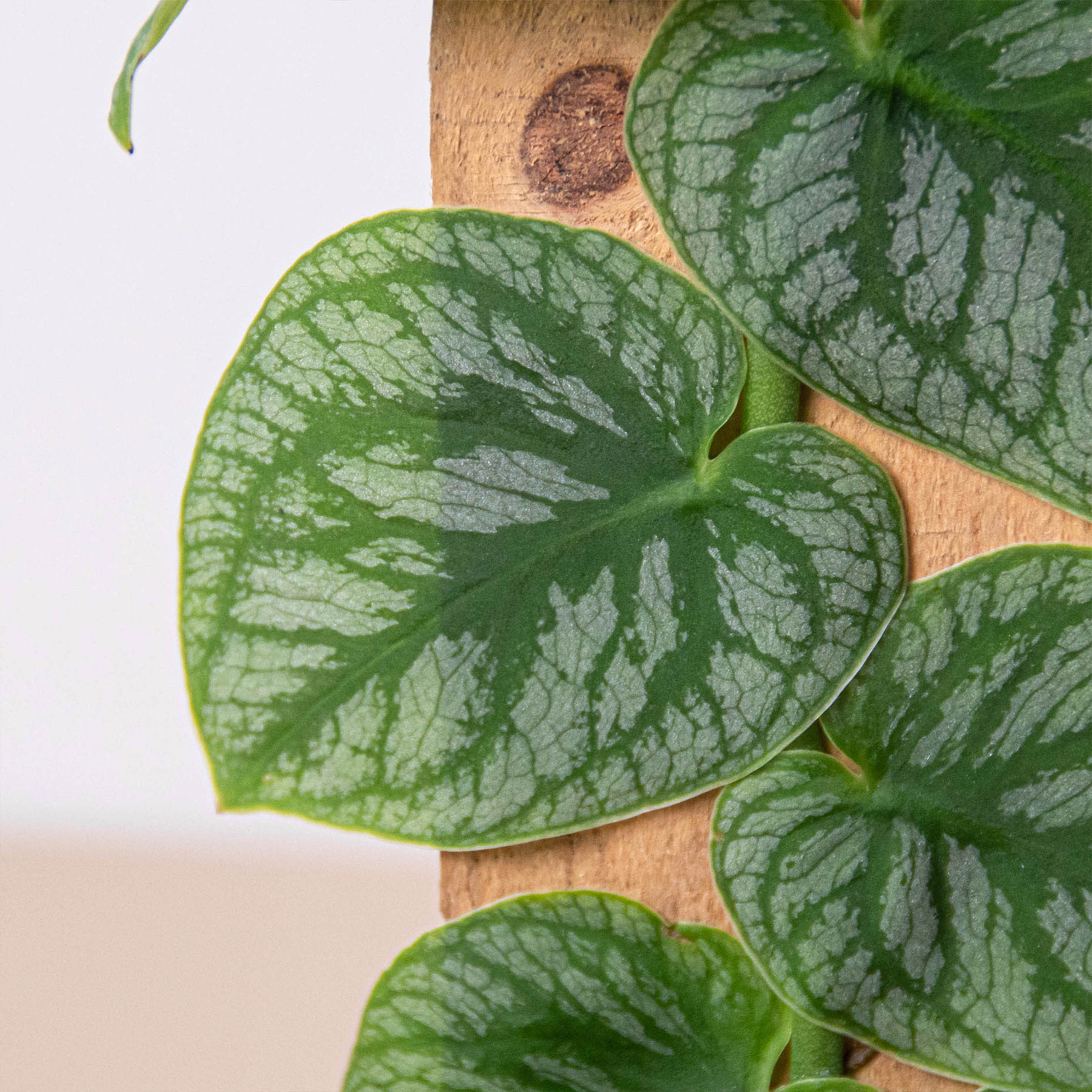 Monstera 'Dubia' (Shingle Plant) – view 2