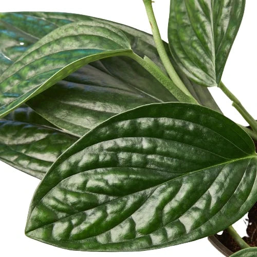Monstera 'Peru' – view 2